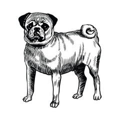 Pug Dog Vintage Illustration – Hand Drawn Engraving Style Animal Artwork
