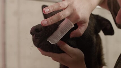 Closeup of professional groomer carefully cleaning Belgian shepherd teeth using rubber fingertip tool, promoting oral hygiene and keeping dog comfortable and calm during dental care