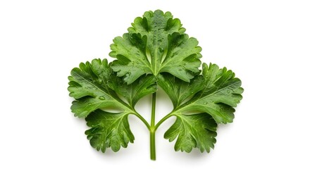 Fresh green parsley leaves with glistening water droplets, isolated on a clean white background. Perfect for culinary and healthy eating concepts.