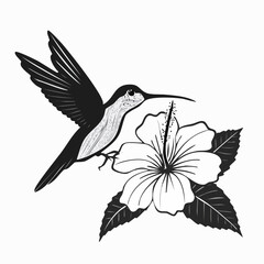 Black and white Hummingbird Feeding On Hibiscus Flower image vector isolated on white background.