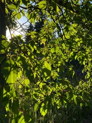 green leaves background