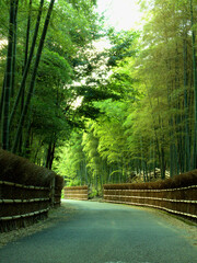 京都府向日市の「竹の径」と呼ばれる美しい竹林の小径
