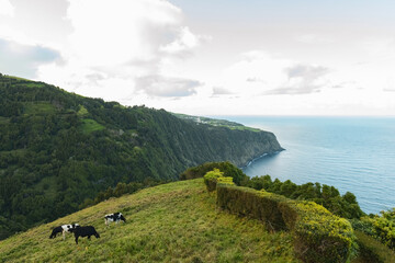 Cows grazing on the green pasture eating grass Azores islands