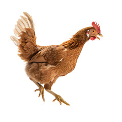 Fototapeta premium Isolated brown hen chicken poultry farm animal bird agriculture livestock domestic fowl on black background