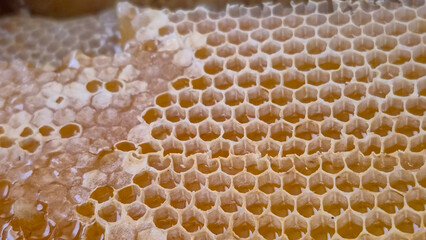 Honey dripping from honey comb on nature background, close up. Fresh honey dripping from the honeycombs. Healthy food concept and diet