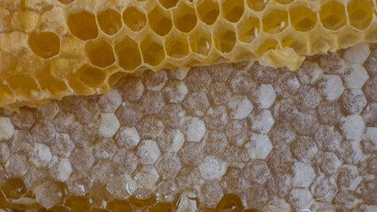 Honey dripping from honey comb on nature background, close up. Fresh honey dripping from the honeycombs. Healthy food concept and diet