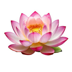  Floating lotus flower, isolated on white and transparent background