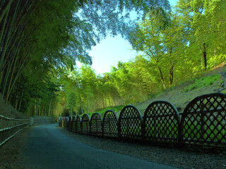 京都府向日市の「竹の径」と呼ばれる美しい竹林の小径