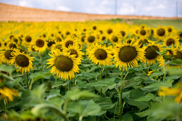 Sunflowers Flourish in the Piedmont Countryside, Italy