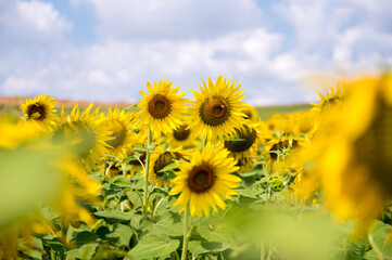 Vibrant Sunflowers in a Field Near Moncalvo, Italy