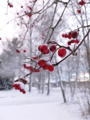 Close up of some beautiful snow covered cluster of rowan berries in the home garden in December.