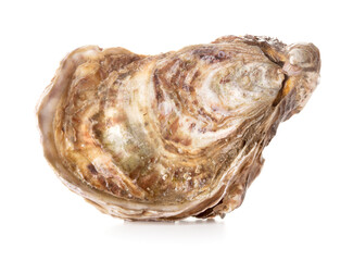 Oyster on white background
