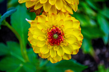 Gelbe Dahlia-gelbe Blüte