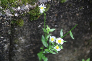 Es bl&uuml;ht an allen Ecken