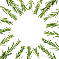 Flat lay of assorted rosemary sprig arranged as as a circle, isolated on a transparent background