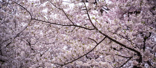 Cherry Blossom Canopy panorama 