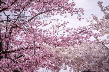Magnolias and Cherry Blossoms in Washington DC