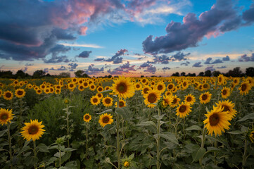 Colorful sunset over a sunflower field