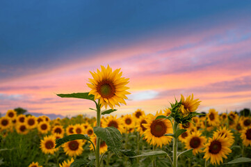 Sunflower sunrise on a farm