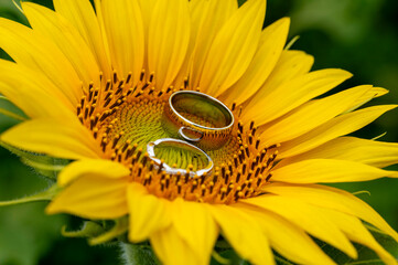 Engagement rings reflecting in a sunflower 