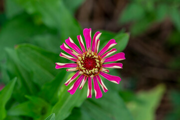 Macro of a pink flower