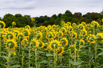 The back side of a field of Sunflowers