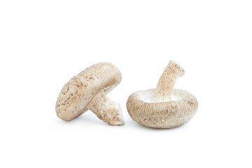 Fresh shiitake mushroom isolated on white background, Raw mushroom, Food ingredient