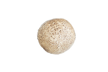 Fresh shiitake mushroom isolated on white background, Raw mushroom, Food ingredient