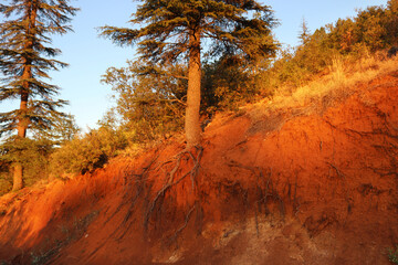 roots of a tree exposed as a result of a landslide