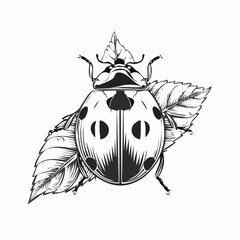 Ladybug on leaf image vector. Illustration of natural vector image.