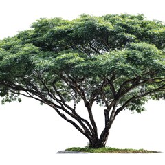 Fototapeta premium A Lush Green Tree with Dense Foliage and Expansive Canopy, Perfectly Captured Against a Clean White Background, Exemplifying Nature's Beauty and Serenity