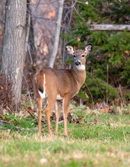 Fototapeta premium Doe in autumn woods