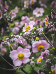 Obraz premium Pink Japanese anemone flowers (Eriocapitella hupehensis) in the Valley Garden, Harrogate, UK.