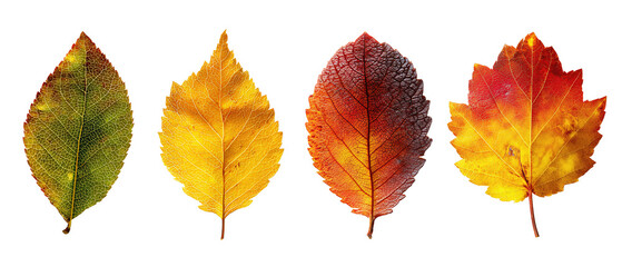 Simple strip of fall leaves showing unique forms and seasonal tones, neat alignment, isolated on transparent background.
