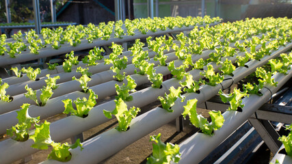 fresh green crisphead lettuce, which is grown using a hydroponic system