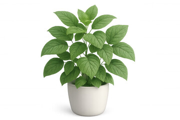 Green houseplant growing in minimalist white ceramic pot, 3d rendering with transparent background, highlighting botanical design element