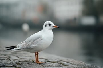 seagull