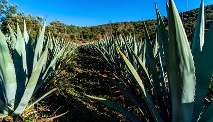 Rows of agave plants under a clear sky