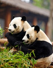 Obraz premium Pandas eating bamboo in enclosure