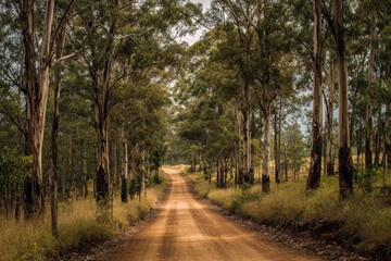 Obraz premium An image of an unpaved path in the Australian wilderness flanked by towering eucalyptus trees