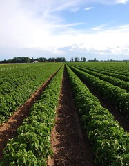 Rows of green plants in a field under a partly cloudy sky