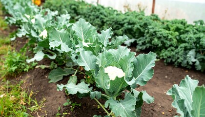 Rows of flourishing cauliflower and kale in a greenhouse