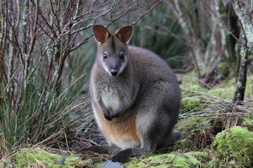 A wild Tasmanian pademelon or Thylogale billardierii is a short stocky marsupial unique to Tasmania