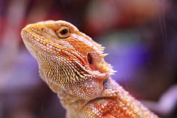 Close-up of bearded dragon with vibrant orange and yellow scales, looking upwards. Its detailed skin texture and striking eyes are clearly visible against a soft, blurred background.