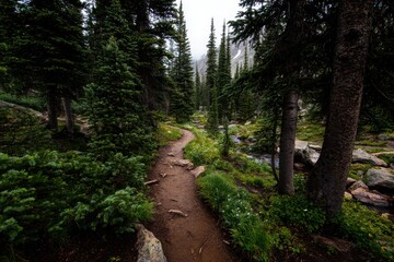 Fototapeta premium Serene forest pathway leading through lush greenery with towering pines and rocky terrain