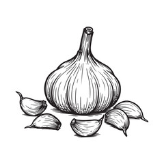 Hand drawn illustration of a garlic bulb with cloves, isolated on white background
