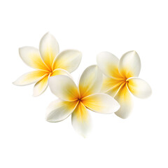 Naklejka premium Three beautiful white and yellow Plumeria blossoms bloom gracefully together. Each flower is carefully isolated for use on a transparent background.