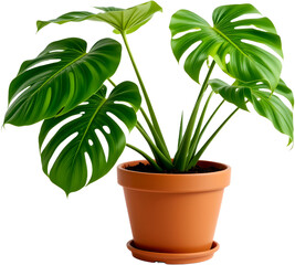 a lush, vibrant Monstera plant in a terracotta pot, showcasing its iconic split leaves, a symbol of nature's beauty and serene home decor