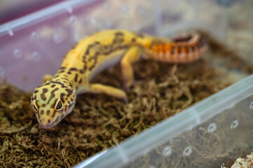 Spotted Leopard gecko exotic pet living in plastic box