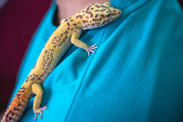 Close up man holding cute little Leopard gecko on hand, exotic pet concept
